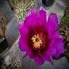 Echinocereus bonkerae 